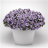 MiniFamous<sup>®</sup> Neo Violet Ice Calibrachoa