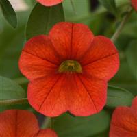 MiniFamous<sup>®</sup> Neo Deep Orange Calibrachoa