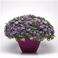 MiniFamous<sup>®</sup> Neo Double Silver Blue Calibrachoa