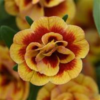 MiniFamous<sup>®</sup> Neo Double OrangeTastic Calibrachoa