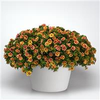 MiniFamous<sup>®</sup> Neo Double OrangeTastic Calibrachoa