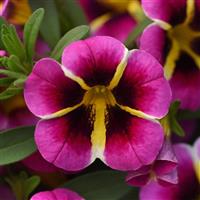 MiniFamous<sup>®</sup> Neo Pink Hawaii Calibrachoa