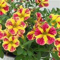 MiniFamous<sup>®</sup> Neo Red Shuffle Calibrachoa