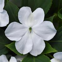 Beacon<sup>®</sup> White Impatiens