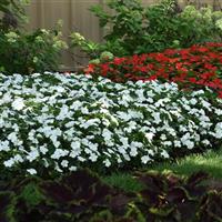 Beacon<sup>®</sup> White Impatiens