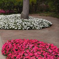 Beacon<sup>®</sup> White Impatiens