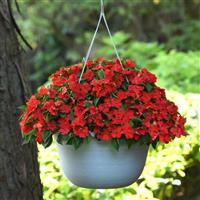 Beacon<sup>®</sup> Bright Red Impatiens