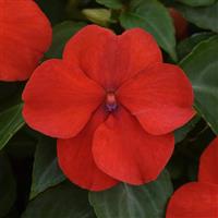 Beacon<sup>®</sup> Bright Red Impatiens