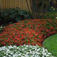 Beacon<sup>®</sup> Bright Red Impatiens