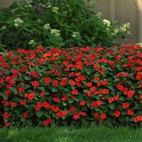 Beacon<sup>®</sup> Bright Red Impatiens