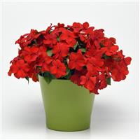 Beacon<sup>®</sup> Bright Red Impatiens