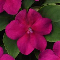 Beacon<sup>®</sup> Violet Shades Impatiens