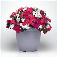 Beacon<sup>®</sup> Portland Mixture Impatiens