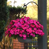 Solarscape<sup>®</sup> Magenta Bliss Interspecific Impatiens