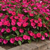 Solarscape<sup>®</sup> Magenta Bliss Interspecific Impatiens