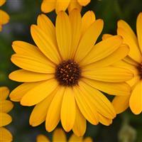 Voltage™ Gold Osteospermum