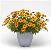 Voltage™ Gold Osteospermum