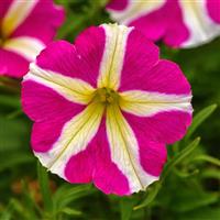 Heartwheel Petunia