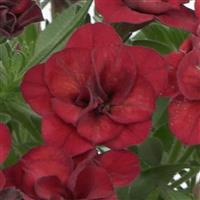 MiniFamous<sup>®</sup> Evo Double Red Calibrachoa