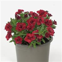 MiniFamous<sup>®</sup> Evo Double Red Calibrachoa