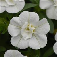 MiniFamous<sup>®</sup> Evo Double White Calibrachoa