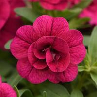 MiniFamous<sup>®</sup> Evo Double Magenta Calibrachoa