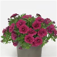 MiniFamous<sup>®</sup> Evo Double Magenta Calibrachoa