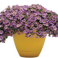 MiniFamous<sup>®</sup> Uno Violet Star Calibrachoa