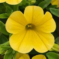 MiniFamous<sup>®</sup> Uno Yellow Calibrachoa