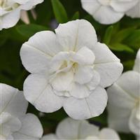 MiniFamous<sup>®</sup> Uno Double White Calibrachoa