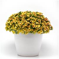 MiniFamous<sup>®</sup> Uno Yellow+Red Vein Calibrachoa