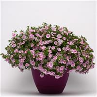 MiniFamous<sup>®</sup> Uno Double Light Pink Calibrachoa