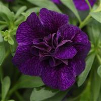 MiniFamous<sup>®</sup> Uno Double Dark Blue Calibrachoa