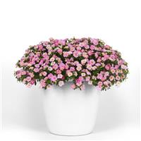 MiniFamous<sup>®</sup> Uno Pink Radiance Calibrachoa