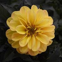 City Lights™ Golden Yellow Dahlia