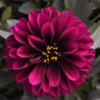 City Lights™ Purple Dahlia