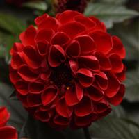 City Lights™ Red Dahlia