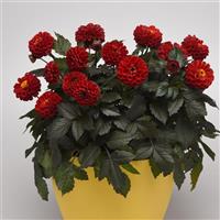 City Lights™ Red Dahlia