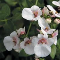 Piccadilly™ Appleblossom Diascia