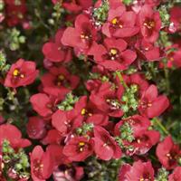 Piccadilly™ Dark Red Diascia