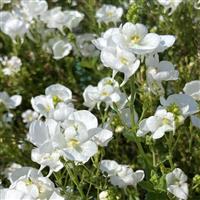 Piccadilly™ White 25 Diascia