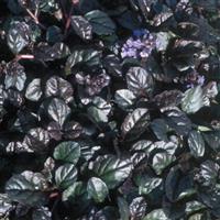 Ajuga Chocolate Chunk