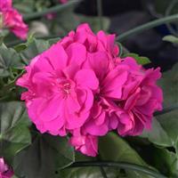 Royal™ Purple Ivy Geranium