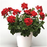 Royal™ Scarlet Red Ivy Geranium