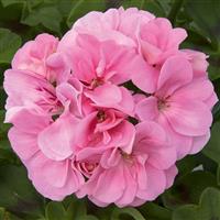 Royal™ Light Pink Ivy Geranium