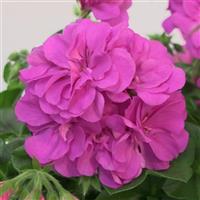 Royal™ Blue 25 Ivy Geranium