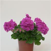 Royal™ Blue 25 Ivy Geranium