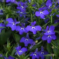 Magadi™ Compact Blue Lobelia