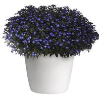 Magadi™ Compact Blue Lobelia