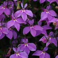 Magadi™ Compact Purple Lobelia